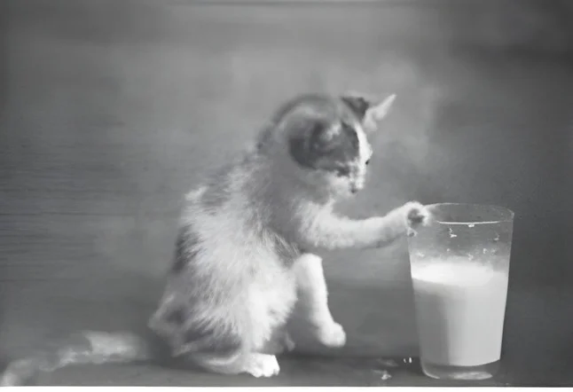 After AI enhancement (2x upscale): low-resolution vintage photo of a kitten with a glass of milk