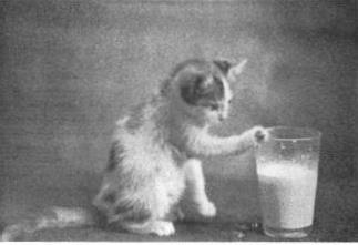 Before: low-resolution vintage photo of a kitten with a glass of milk