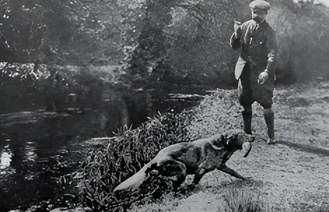 After AI enhancement (2x upscale): tiny vintage photo of a dog retrieving a trout