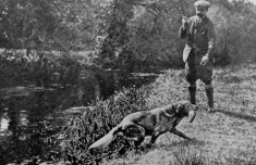 Before: tiny vintage photo of a dog retrieving a trout